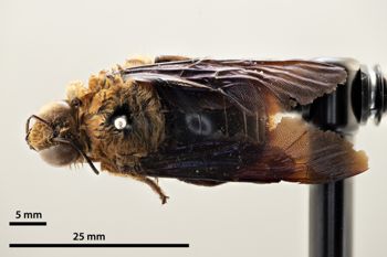 Media type: image;   Entomology 810602 Aspect: habitus dorsal view